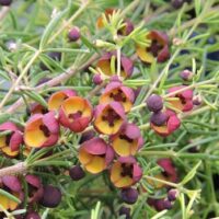 Close-up of small brown and dark red Boronia megastigma 'Brown' flowers with needle-like green leaves in a 6" pot.