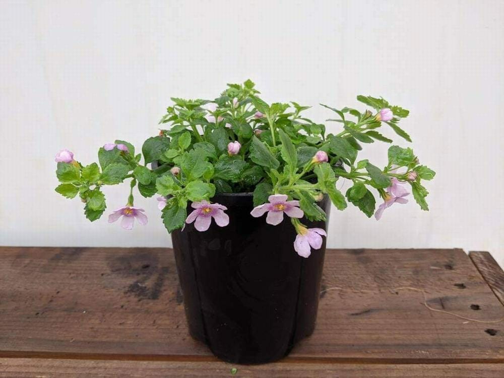 Bacopa 'Pink' 6" Pot - Image 3