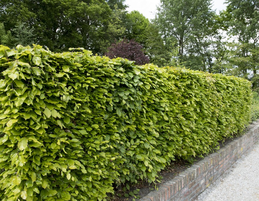 A neatly trimmed Fagus 'European Beech Tree' Green hedge grows along a low brick wall, with trees and a gravel path visible in the background.
