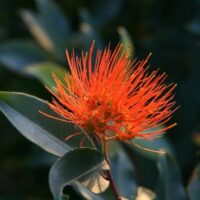 A close-up of a bright orange Metrosideros 'Fiji Fire™' flower, its feathery petals contrasting against lush green leaves in the background, softly illuminated by sunlight.