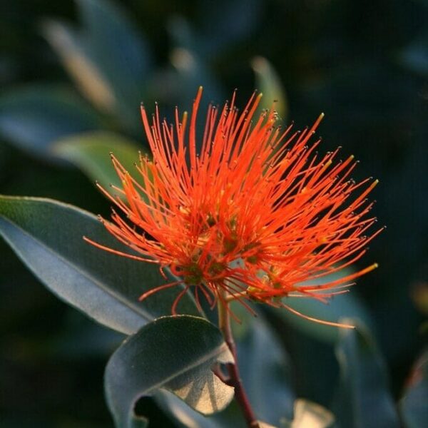 A close-up of a bright orange Metrosideros 'Fiji Fire™' flower, its feathery petals contrasting against lush green leaves in the background, softly illuminated by sunlight.