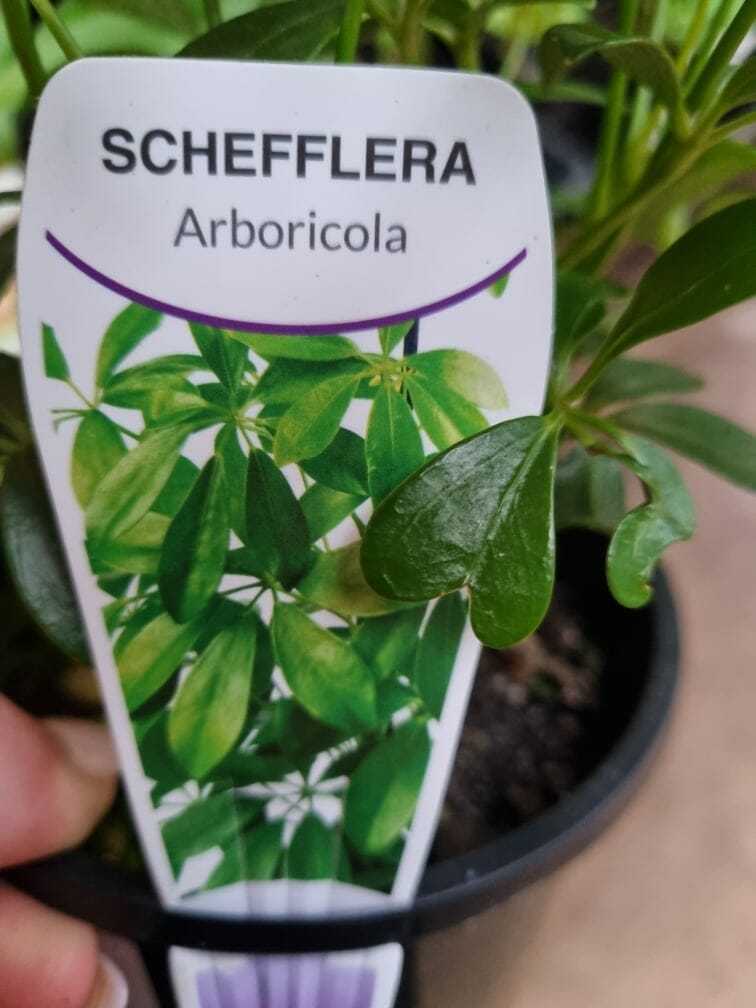 Schefflera arboricola 'Dwarf Umbrella Plant' - Image 3