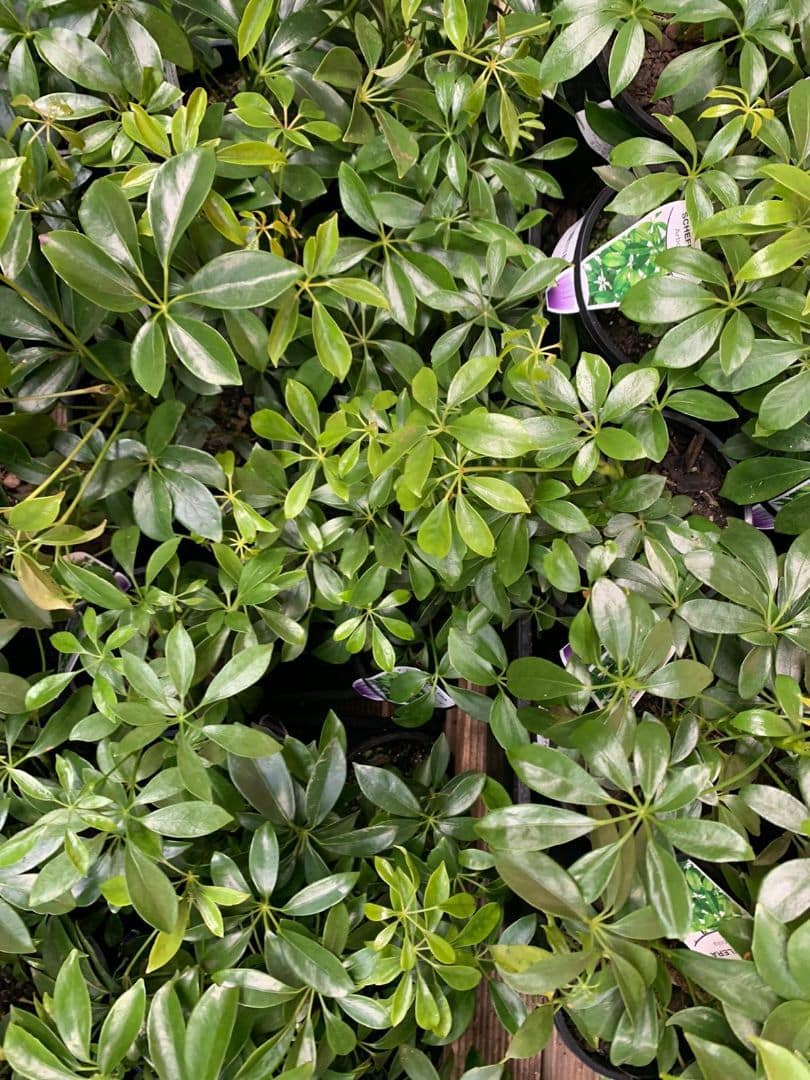 Schefflera arboricola 'Dwarf Umbrella Plant' - Image 2