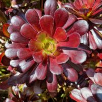 Close-up of an Aeonium 'Purple Rose' succulent, its glossy dark red leaves with a hint of purple radiate from a green center, catching the bright sunlight.