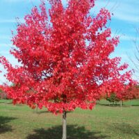 A vibrant red Acer 'Autumn Red/October Glory' Maple 6" Pot stands against a clear blue sky in an open park area.