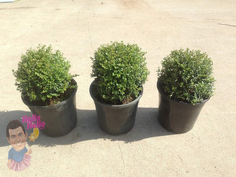 BoxOz Topiary 8" Pot