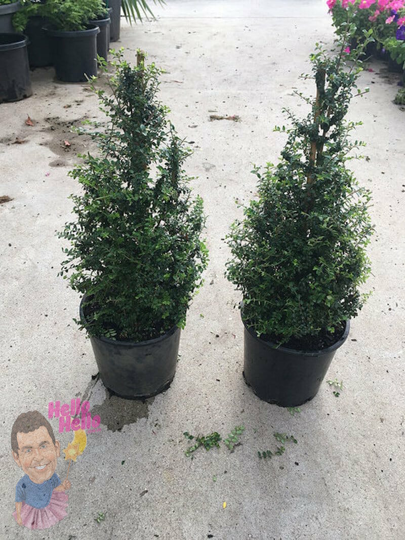 BoxOz Topiary 8" Pot