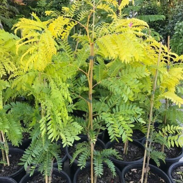 A group of Gleditsia 'Sunburst' 8" Pot plants with sunburst yellow leaves.