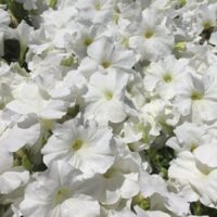 A close-up of abundant Petunia 'White' 8" Pot in full bloom, beautifully arranged.