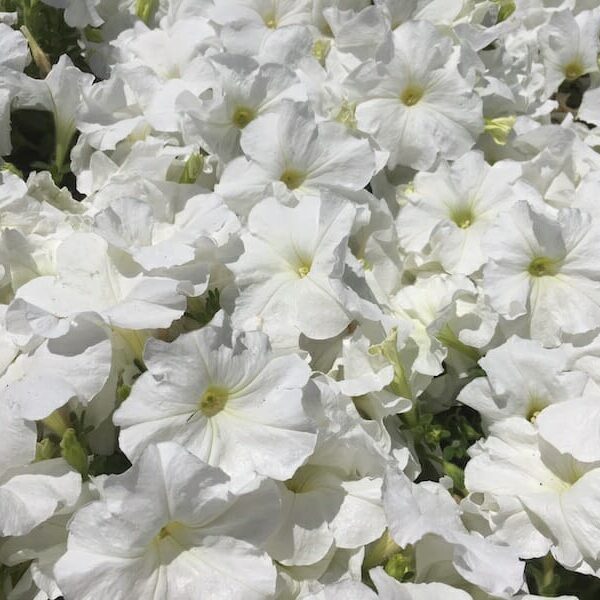 A close-up of abundant Petunia 'White' 8" Pot in full bloom, beautifully arranged.