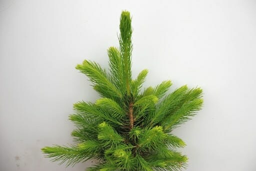 Picea 'Norway Spruce' - Image 4