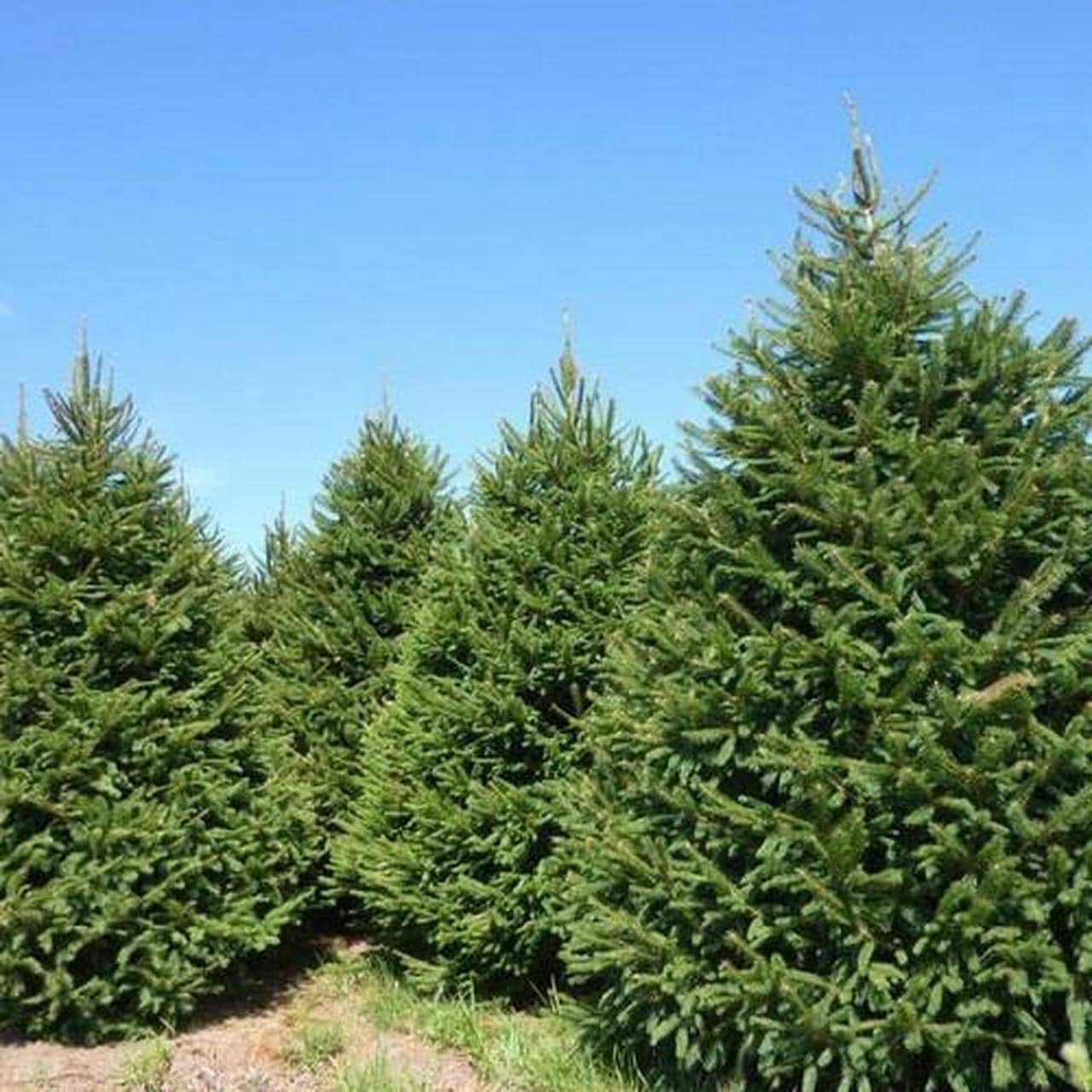Under a clear blue sky, the captivating evergreen beauty of several Picea 'Norway Spruce' trees in 8" pots stands tall with dense foliage.
