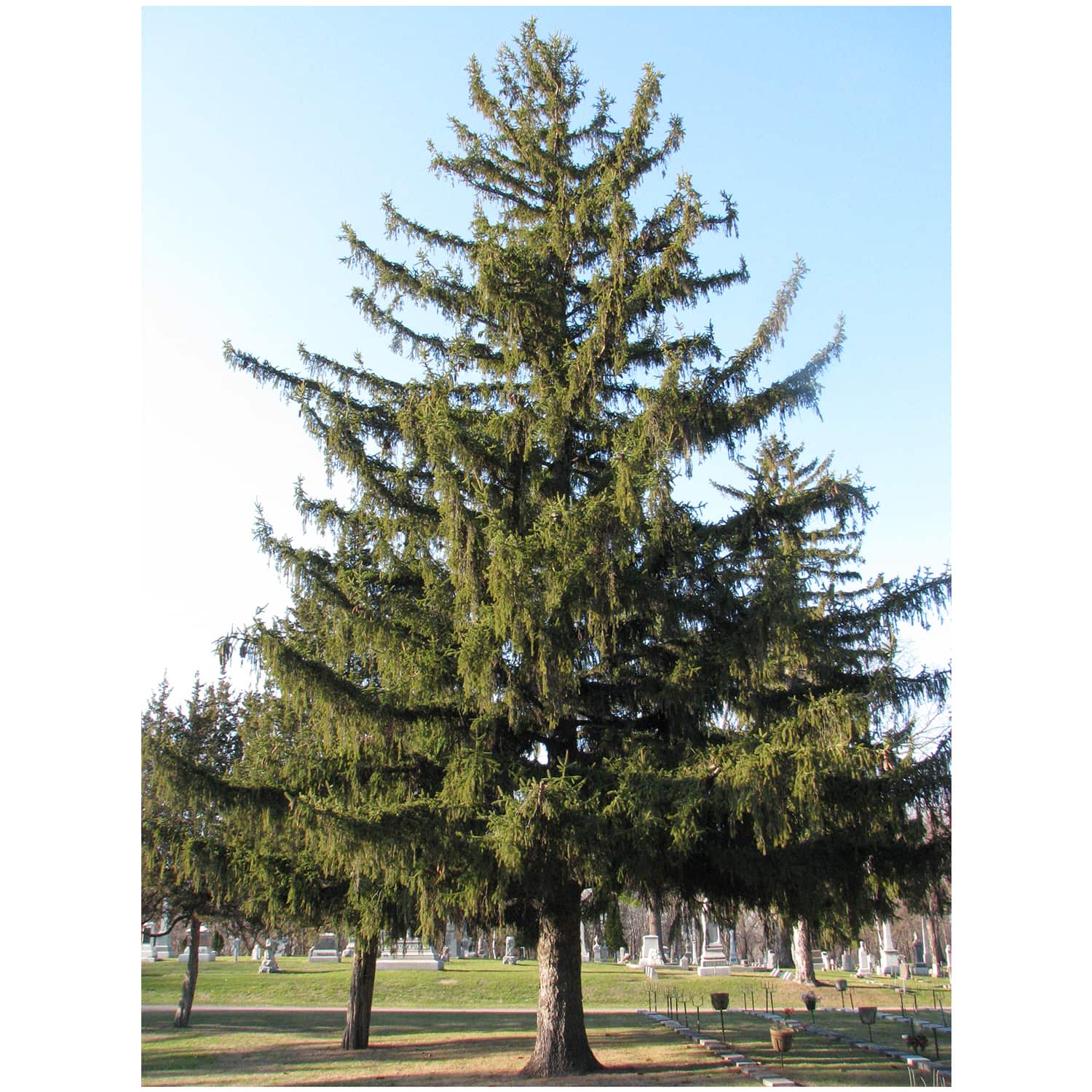 Picea 'Norway Spruce' - Image 2