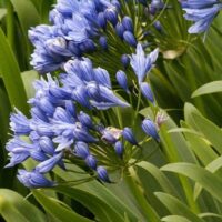 Agapanthus 'Double Delight'