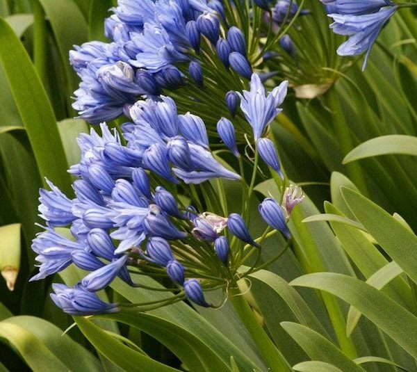 Agapanthus 'Double Delight' 6" Pot