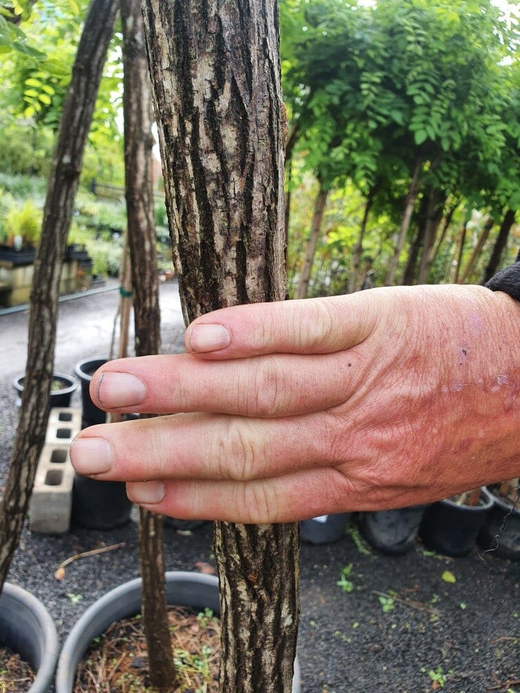 A large hand rests on the slender trunk of a Robinia 'Mop Top' 20" Pot in a garden setting, surrounded by potted plants and distinguished by its charming foliage.