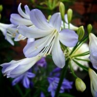 A close up of an Agapanthus 'Silver Baby' 6" Pot flower in a garden.