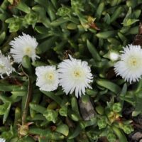 A cluster of Mesembryanthemum 'White' Pig Face 6" Pot flowers is blooming in the soil.