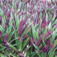 The Rhoeo 'Moses in the Cradle' flourishes beautifully in its 5" pot, with vibrant green and purple foliage.