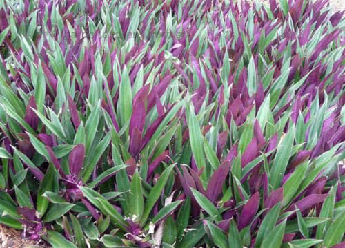 The Rhoeo 'Moses in the Cradle' flourishes beautifully in its 5" pot, with vibrant green and purple foliage.