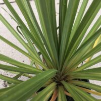 A Cordyline 'Autumn' 8" Pot palm in a pot on the sidewalk.