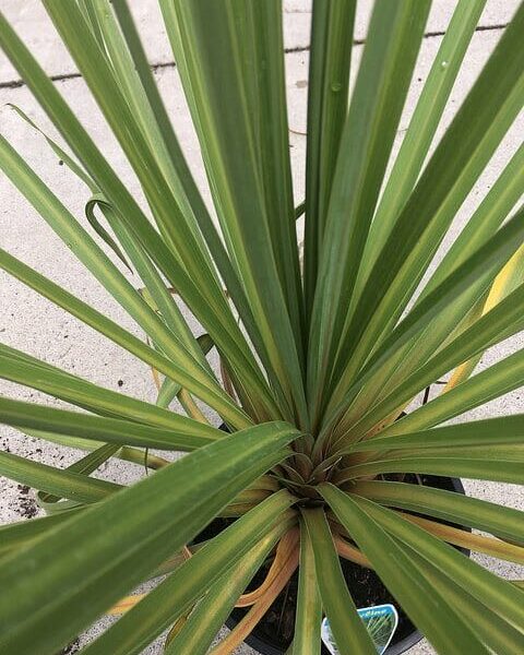 A Cordyline 'Autumn' 8" Pot palm in a pot on the sidewalk.