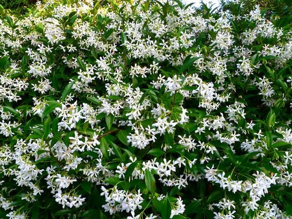 Trachelospermum 'Flat Mat™' Jasmine - Image 3