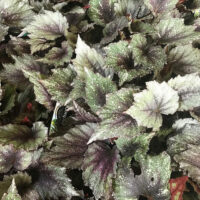 A bunch of Begonia 'Rex' 5" Pot with purple and green leaves in pots.