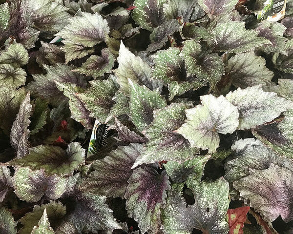 A bunch of Begonia 'Rex' 5" Pot with purple and green leaves in pots.