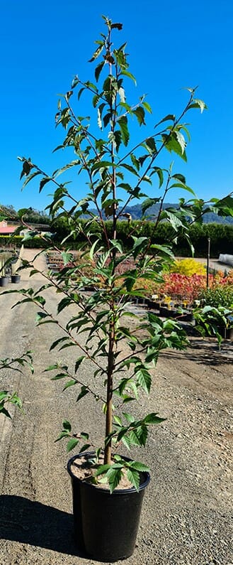 Alnus 'Evergreen Alder' 8" Pot - Image 7