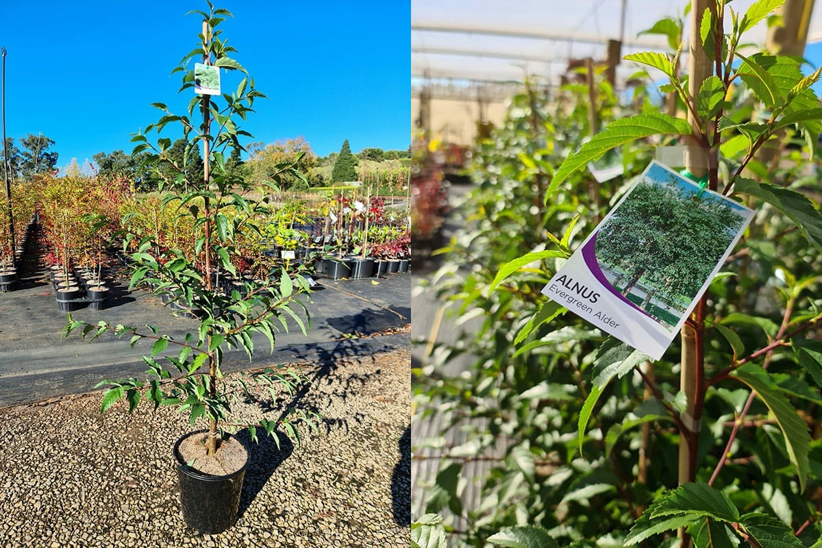 Alnus 'Evergreen Alder' 8" Pot - Image 6