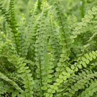 Close-up of lush green Nephrolepis 'Duffii Fern' in a 6" pot with layered, overlapping fronds.