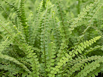 Close-up of lush green Nephrolepis 'Duffii Fern' in a 6" pot with layered, overlapping fronds.