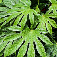 spider's web fatsia japonica japanese aralia