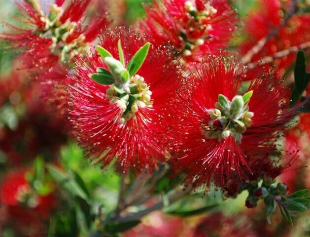 Callistemon 'Mary MacKillop' - Image 2