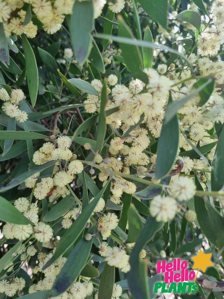 Acacia 'Blackwood' Wattle - Image 6