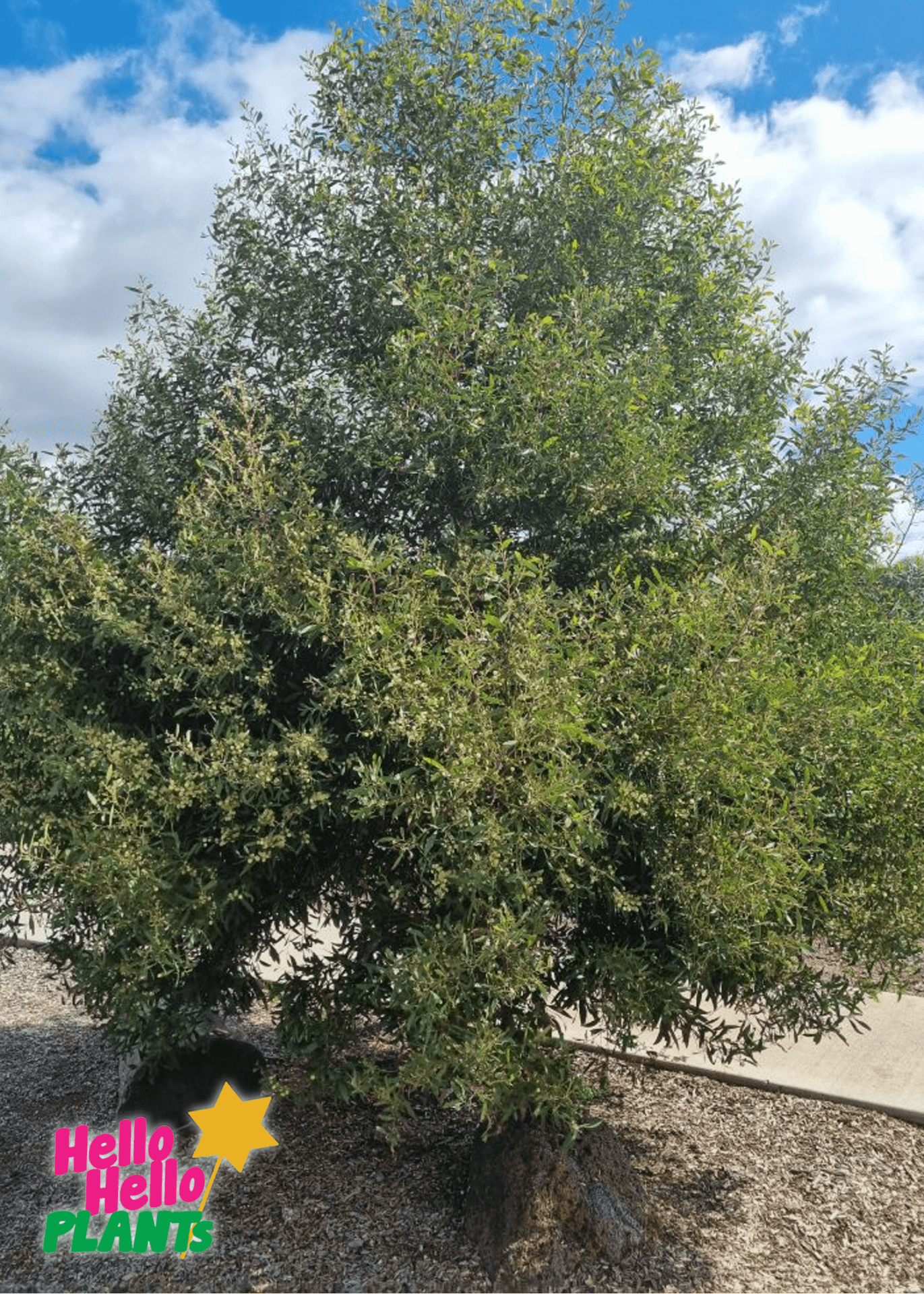 Acacia 'Blackwood' Wattle - Image 5