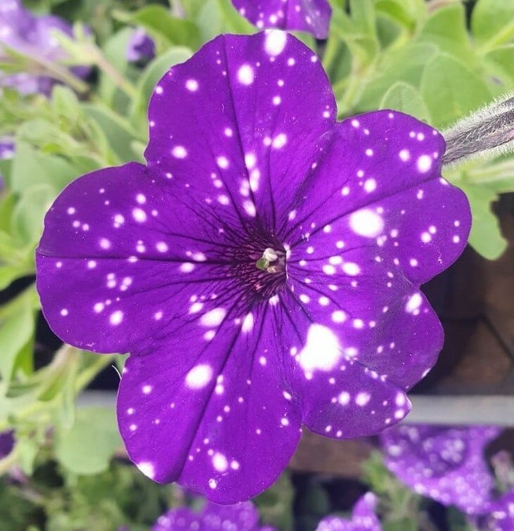 Close-up of a Petunia 'Night Sky' flower with white speckles, surrounded by green leaves and beautifully displayed in a 6" pot.