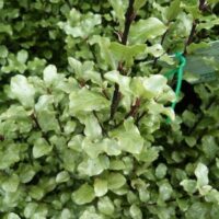 Pittosporum Screen Master
