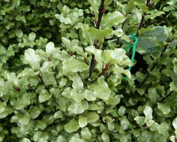 Pittosporum Screen Master