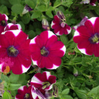 Dreams Red Picotee Petunia
