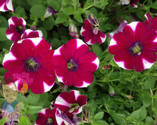 Dreams Red Picotee Petunia