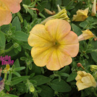 Petunia "Indian Summer"