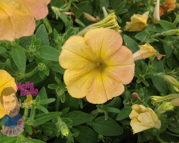 Petunia "Indian Summer"
