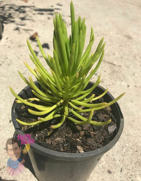 Lime Leaf Chalksticks