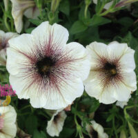Petunia "Cappuccino Cream"