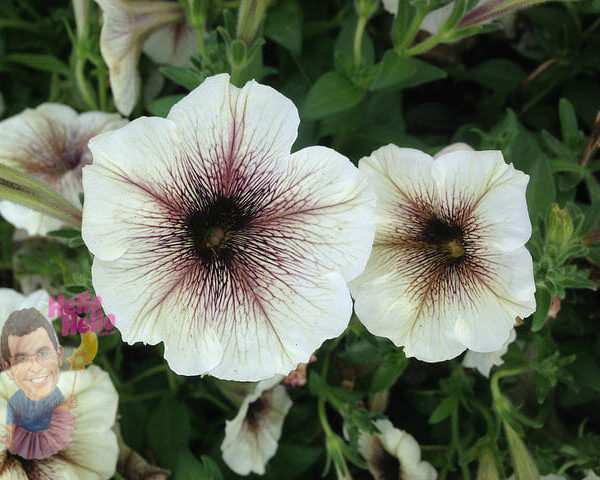 Petunia "Cappuccino Cream"