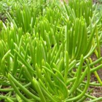 Lush green Senecio 'Lime Chalkstick' succulent plants, with slender, elongated leaves growing in a garden bed.