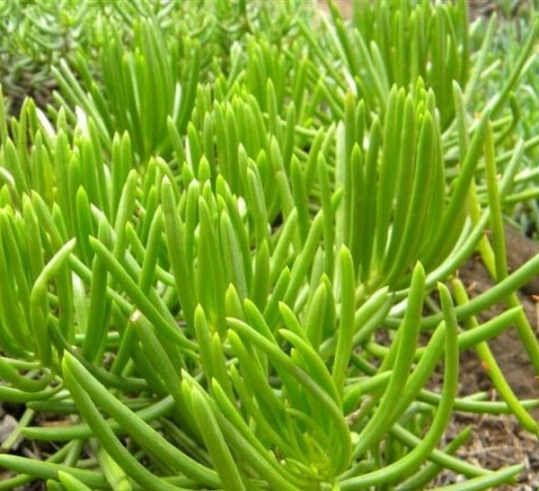 Lush green Senecio 'Lime Chalkstick' succulent plants, with slender, elongated leaves growing in a garden bed.