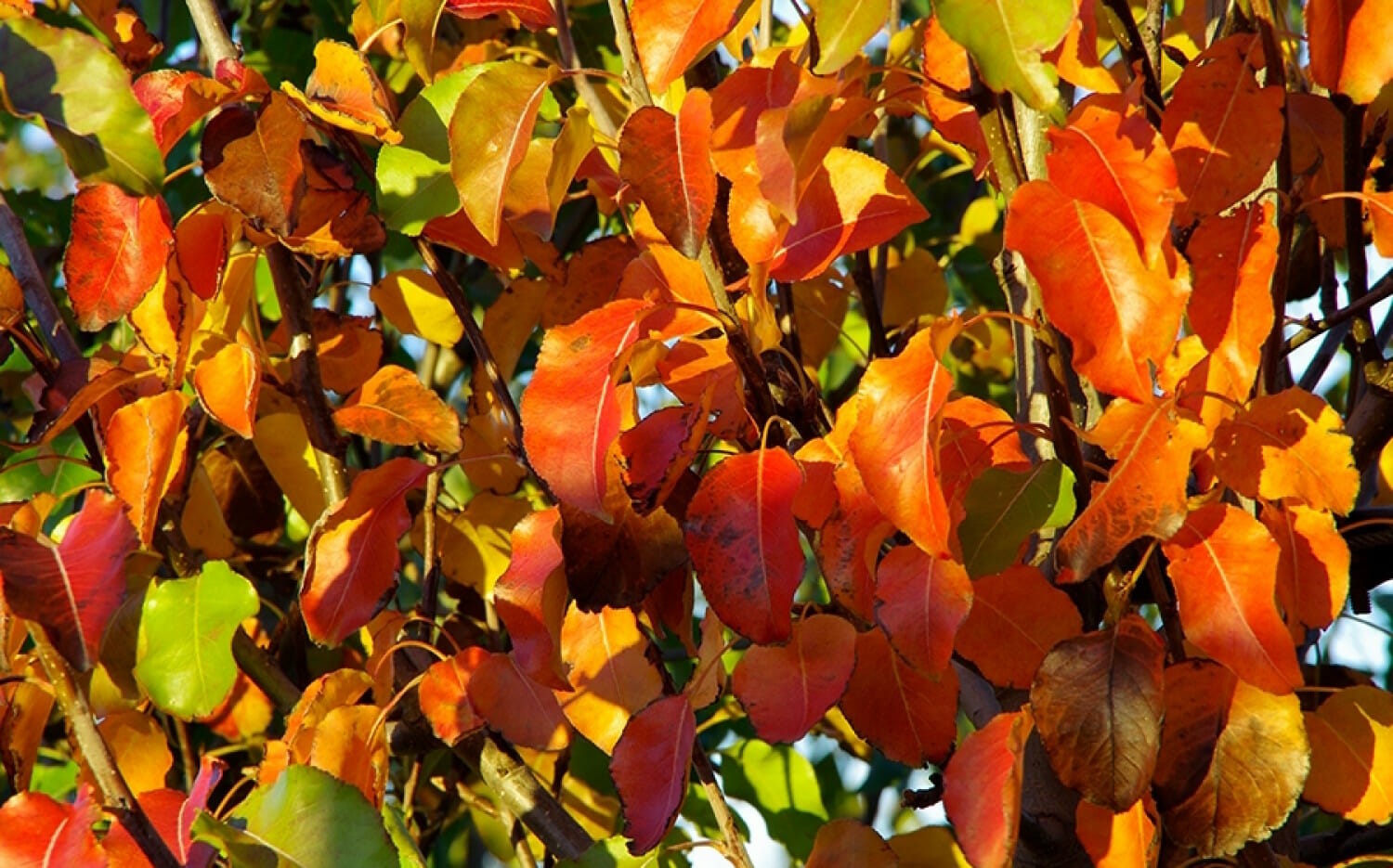 Red Spire Ornamental Pear